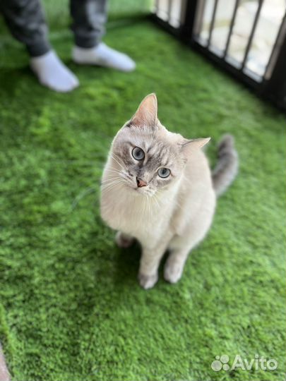 Кот