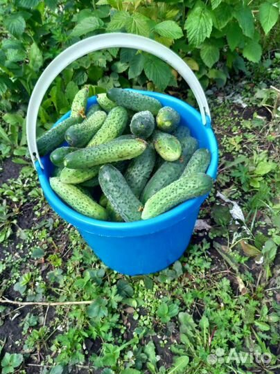 Огурцы свежие домашние