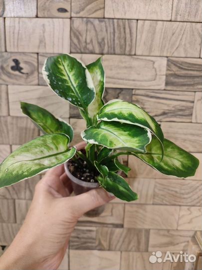 Диффенбахия кул бьюти