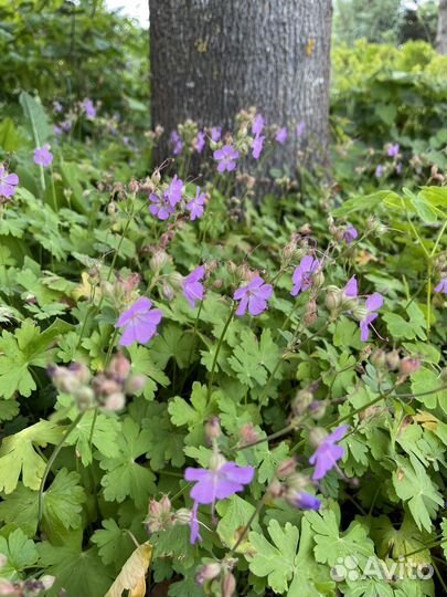 Герань корневищная, окопник малиновый, пупочник