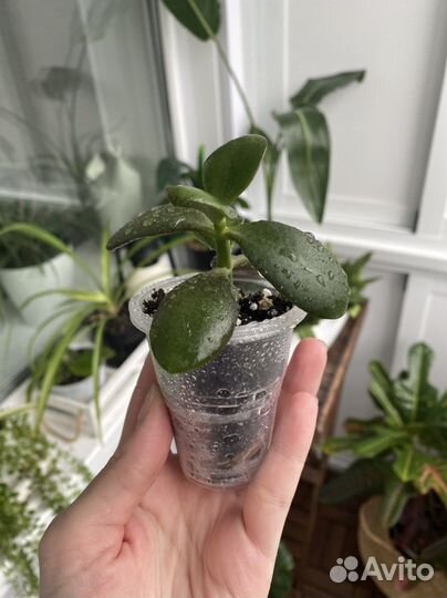 Цветок крассула толстянка