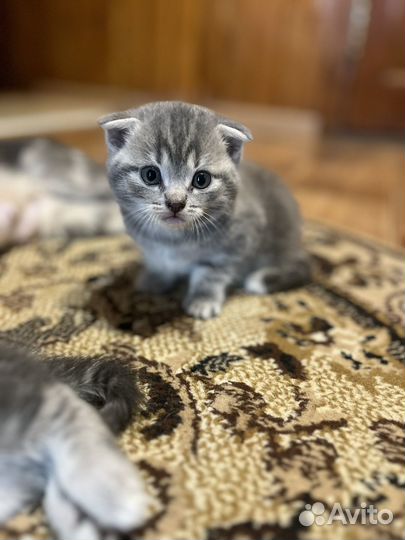 Шотландские котята