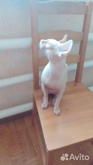 Канадский сфинкс вязка