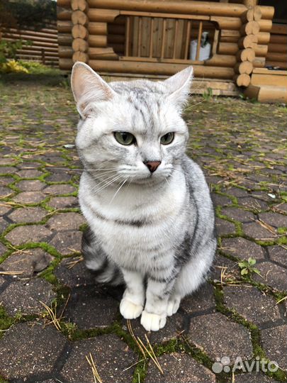 Кошка в дар бесплатно