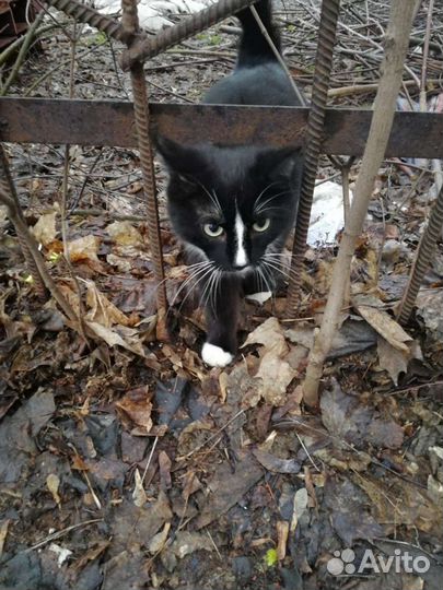 Котик