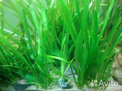 Аквариумные рыбки гуппи / тернеция glofish