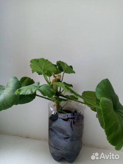 Герань, каллизия, традесканция