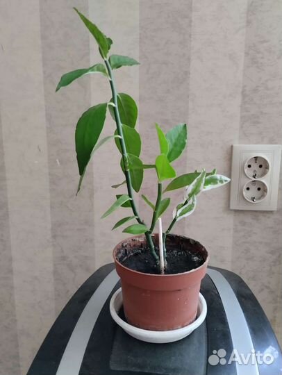 Педелантус