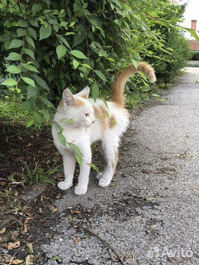 Котенок