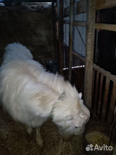 Племенной козел Ла Манча.козы с козлятами