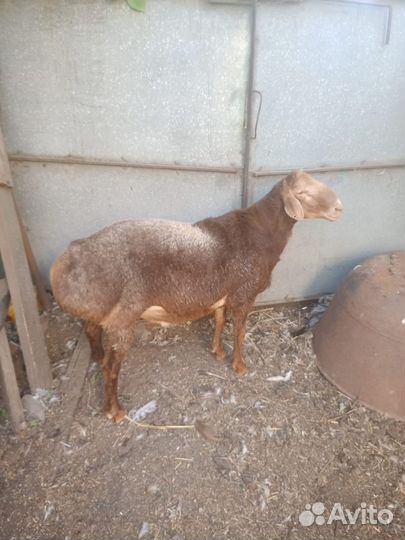 Баран гиссарский