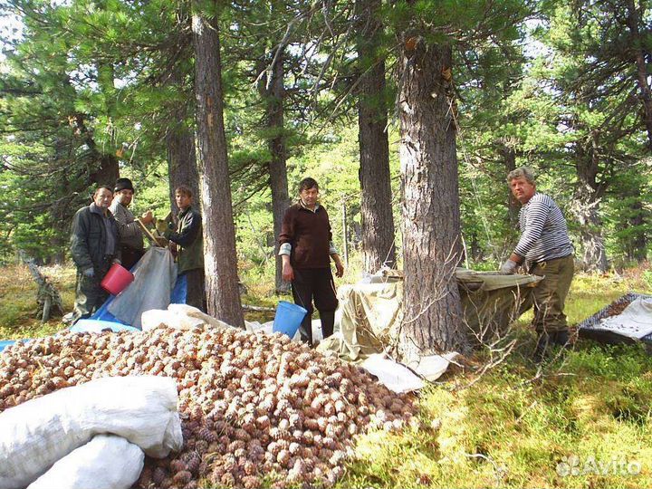 Сборщик дикоросов