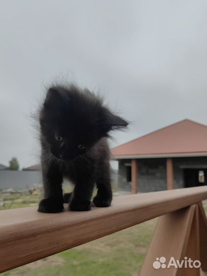 Котенок девочка в дар бесплатно