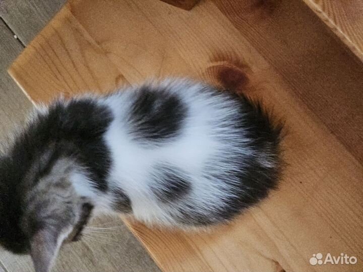 Котик в добрые руки