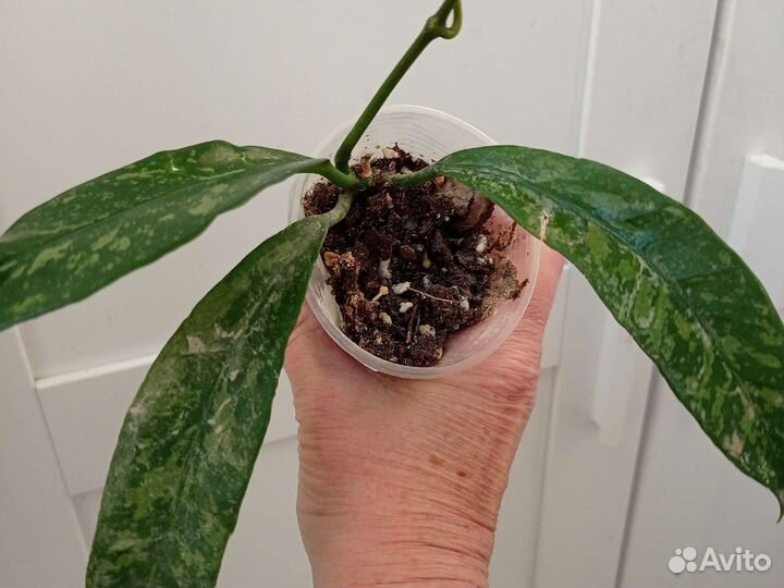 Хойя cv. Kaimukii, Griffitii silver, Globulosa