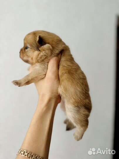 Щенки шпица