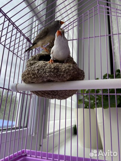 Амадины с клеткой