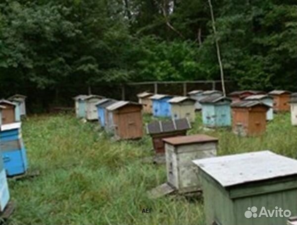 Мед 24 года натуральный опт