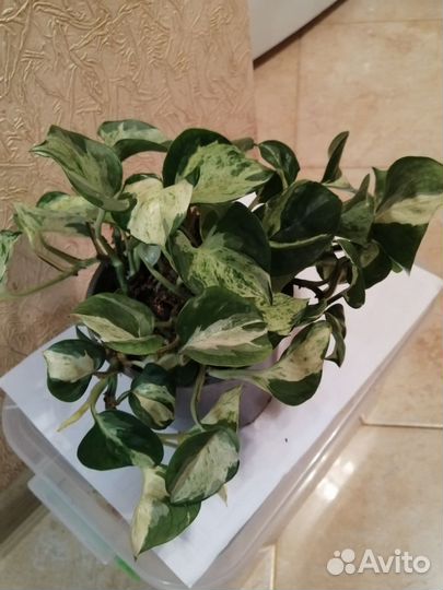 Сингониумы, сциндапсус