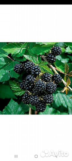 Саженцы ежевики, малины