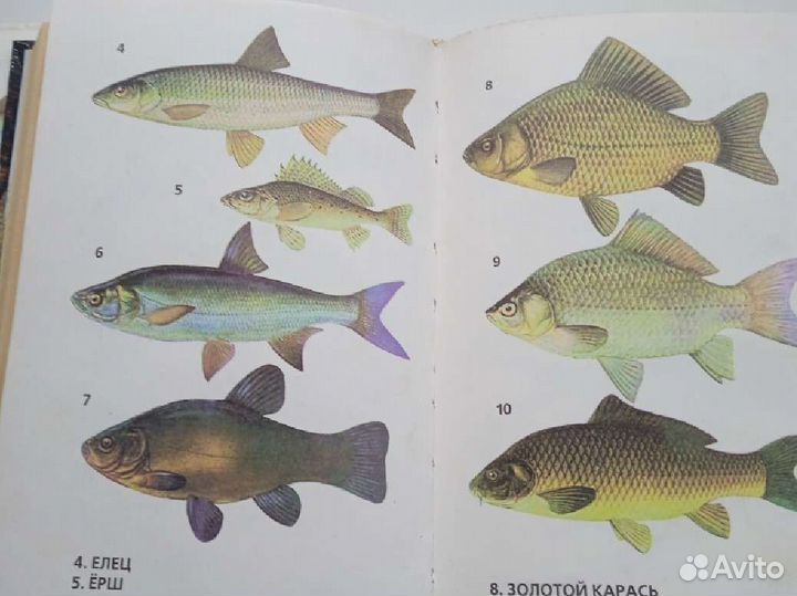 Книги о рыбалки