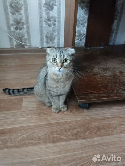 Шотландская