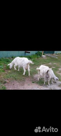 Зааненская дойная коза