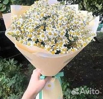 Цветы ромашки. Букеты ромашек. Цветы доставка