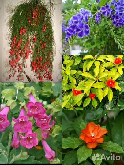 Комнатная русселия лофос и дуранта