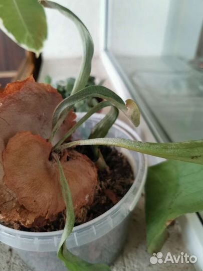 Платицериум