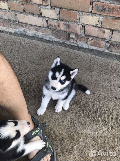 Щенки хаски