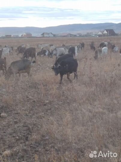 Козы и козлята