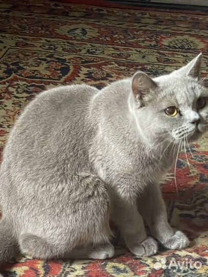 Британская кошка бесплатно