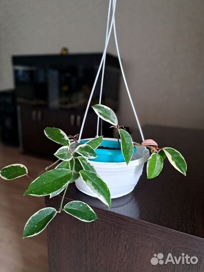 Хойя Альбомаргината Карноза