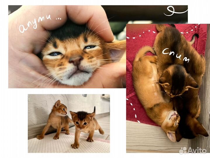 Абиссинские котята