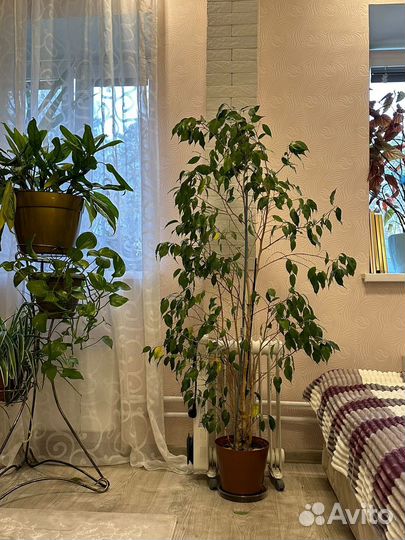 Цветок комнатный Фикус бенджамина