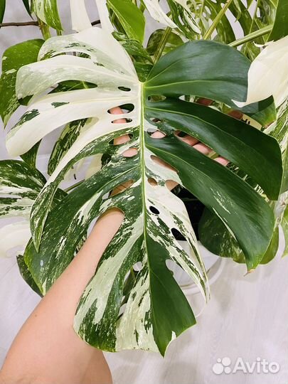 Монстера вариегатная Альба