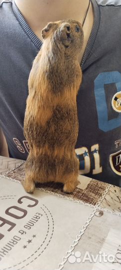 Морская свинка с клеткой бесплатно