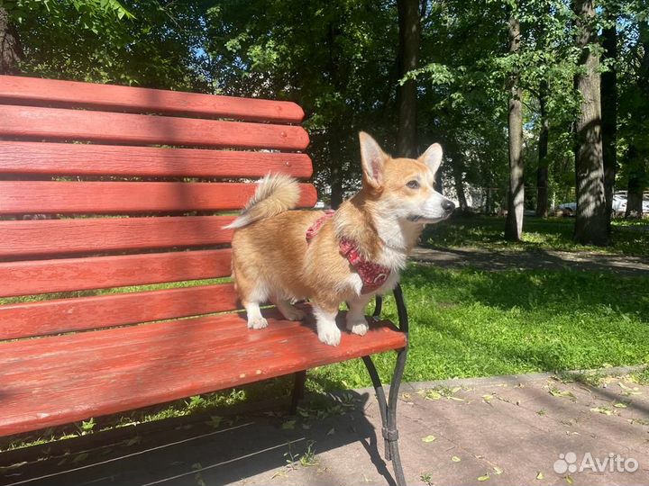 Сбруйка truelove (новая)