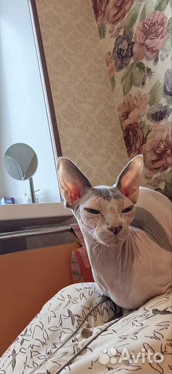 Кошка в дар бесплатно сфинкс