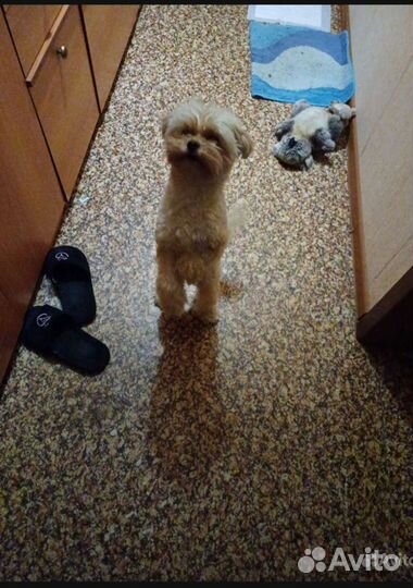 Передержка собак мелких и средних размеров