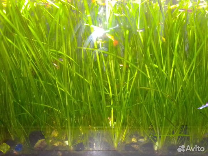Растения для аквариума (водоросли)