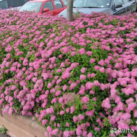 Спирея японская 