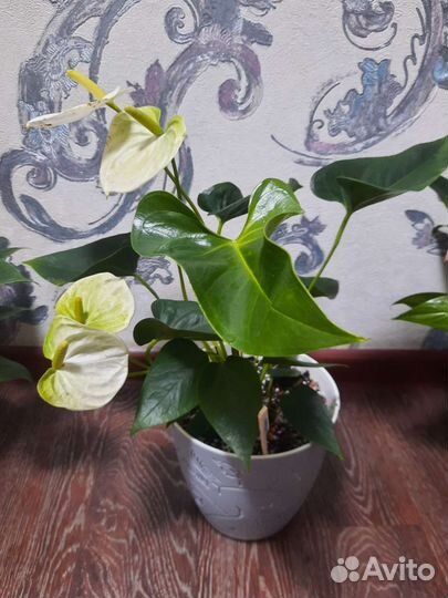 Антуриум Аляска