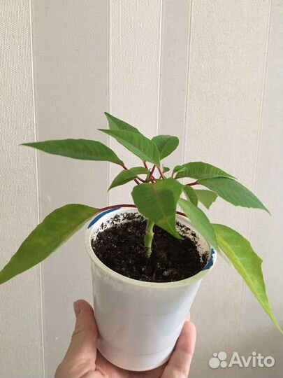 Пуансеттия