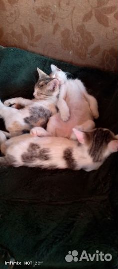 Кошка в дар бесплатно