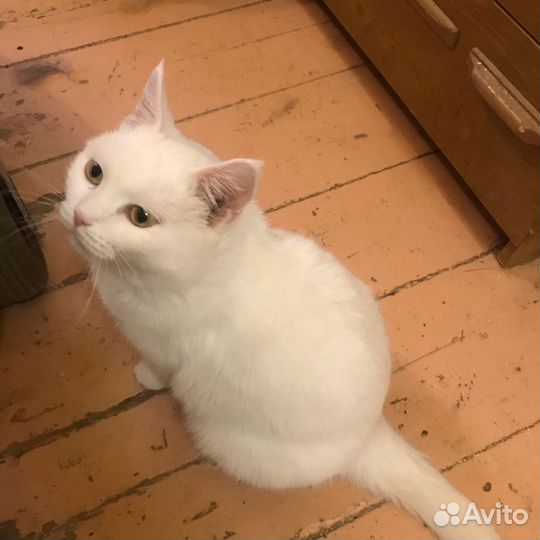 Молодая стерилизованная кошечка