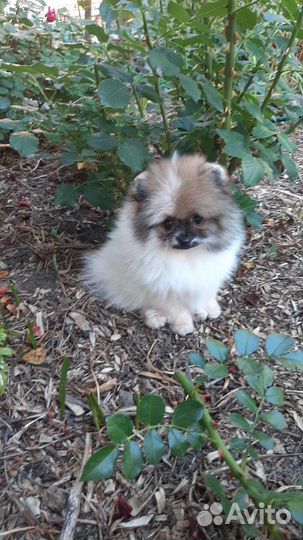 Померанский шпиц девочка