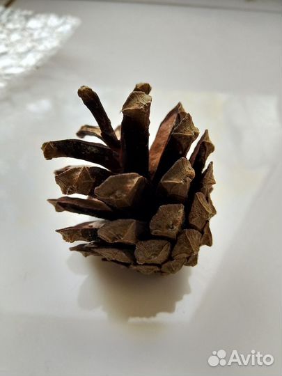 Шишки сосновые