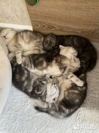 Котята